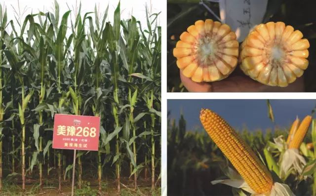 2021年玉米核心品种展示,中国玉米新品种图鉴官网