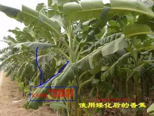 树木如何大面积抗台风,防台风比较好的树木