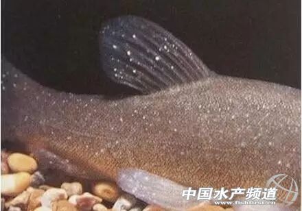 传染疾病的防治措施,白点病会传染给人吗