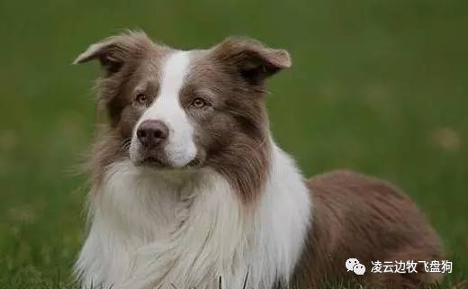 边牧幼犬训狗第一步先训什么,边牧犬三个月训练详细教程