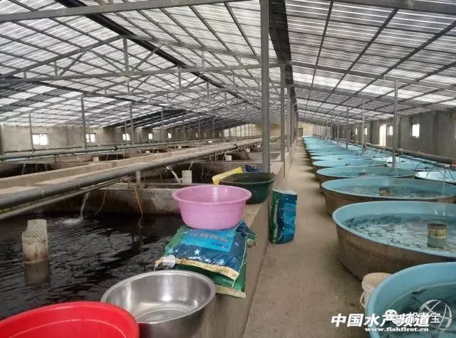 鲟鱼适合怎样吃,吃得好花费少