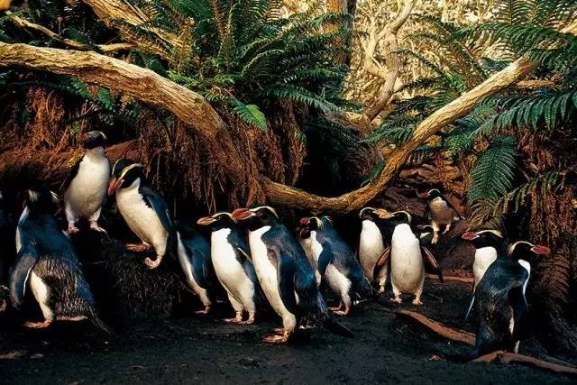 鍥藉鍦扮悊鏉傚織缇庡浘,鍥藉鍦扮悊鏉傚織楂樻竻澶у浘