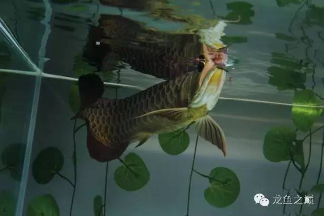 龙鱼驯食的视频,龙鱼怎样训食