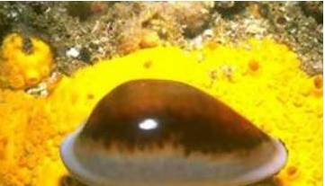 新手打理鱼缸,帮忙修理好鱼缸游戏