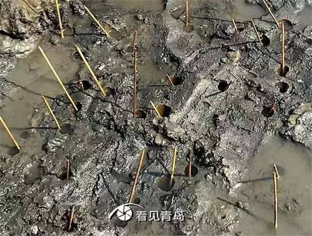 青岛的虾虎与琵琶虾,真正的青岛虾虎