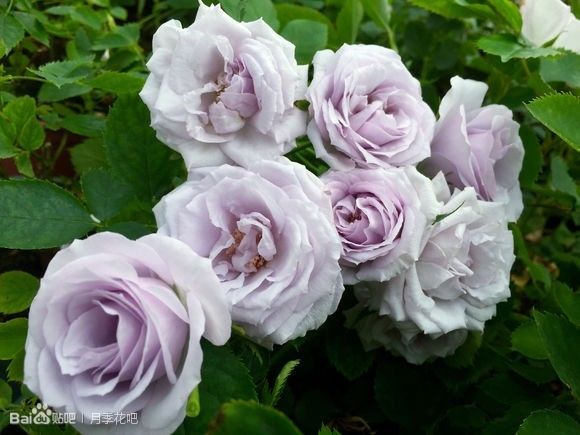 蓝紫色月季无刺品种有哪些,枝条细弱蓝紫色月季品种