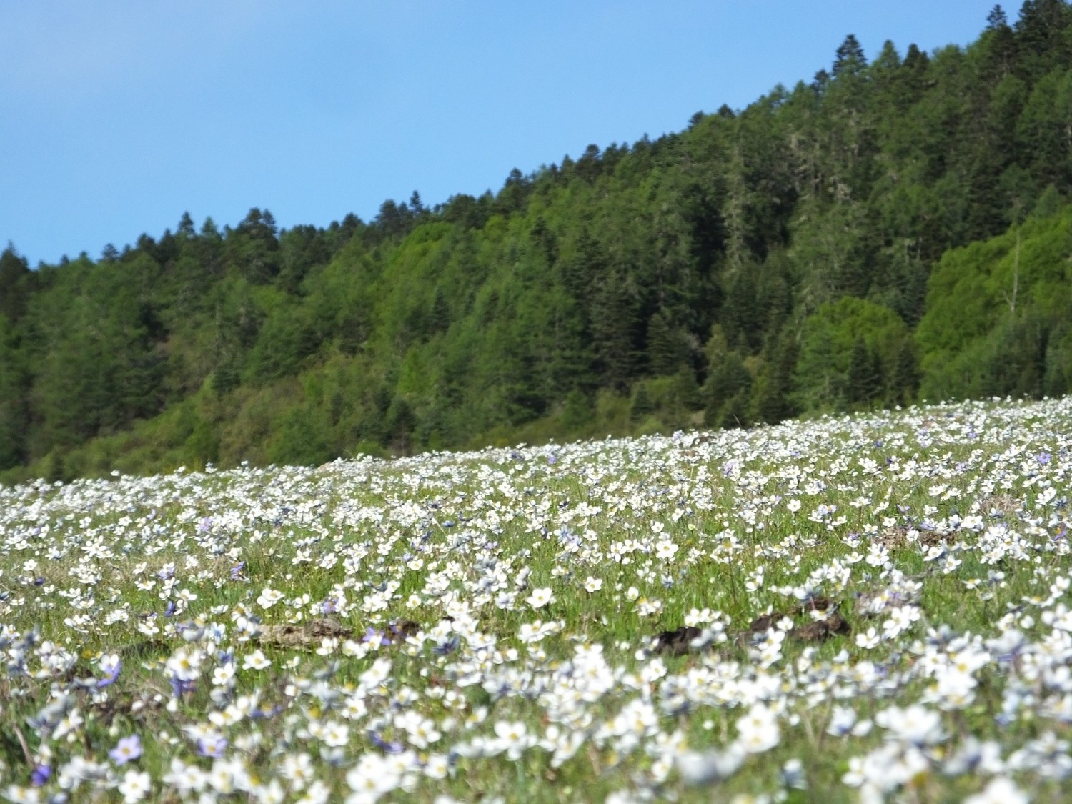 泸亚东线沿途风景,泸亚线穿越原始森林