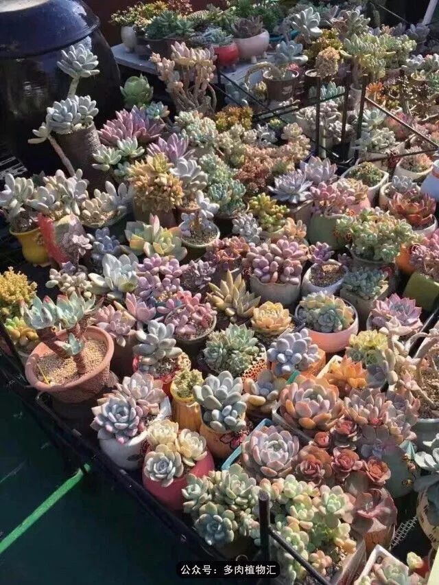 只有见过韩国肉友的阳台，才知道什么叫做物尽其用！