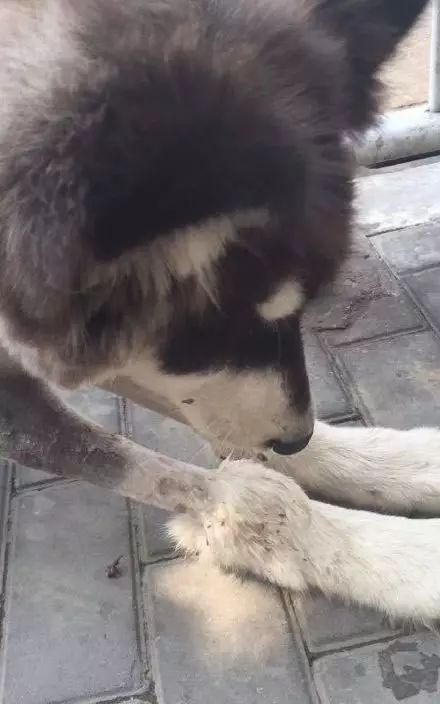 阿拉斯加街头偷狗,阿拉斯加偷狗吐白沫