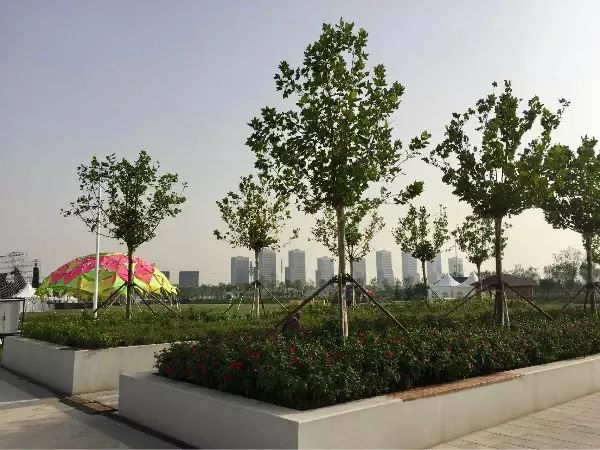 珠海草莓音乐节文创市集,草莓音乐节园博园