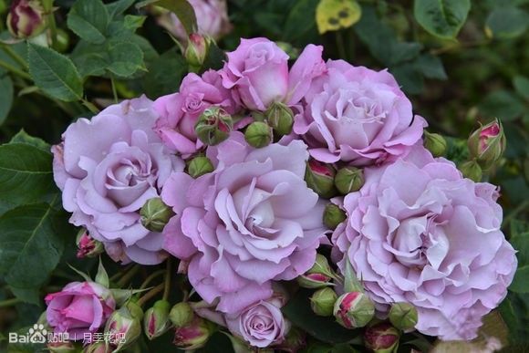 蓝紫色月季无刺品种有哪些,枝条细弱蓝紫色月季品种