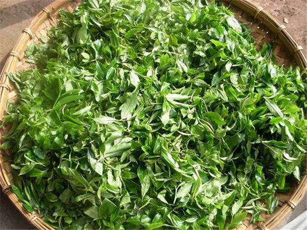 普洱生茶重杀青和轻杀青的区别,杀青是普洱茶必要工序吗