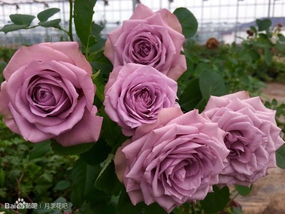 蓝紫色月季无刺品种有哪些,枝条细弱蓝紫色月季品种