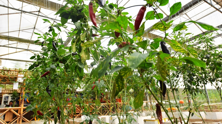 桃林胜过杏花村，给你一帘幽梦