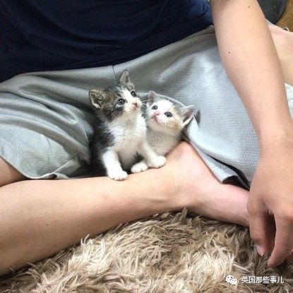 铲屎官养的猫夫妻,一对猫夫妇的铲屎官