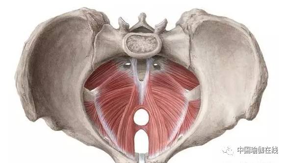 怎样找到你的盆底肌 (如何拥有一个强壮的盆底肌)