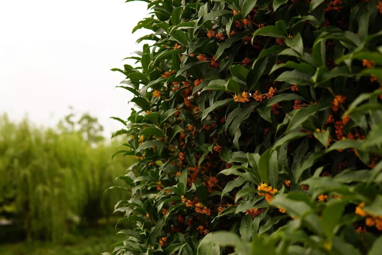 秋意浓，桂枝香（内附超萌桂花表情包,*/\*）