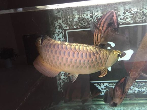 新手金龙如何饲养,金龙锁框