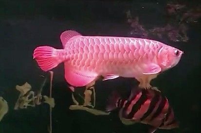 龙鱼的疾病和处理方法,龙鱼养的好好的怎么就突然暴毙了