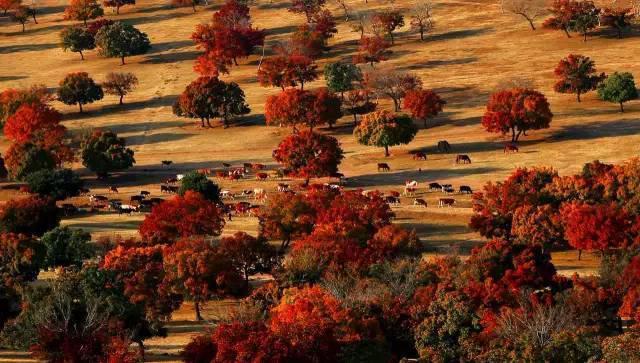 各国情侣间称呼,各个国家的恋人昵称