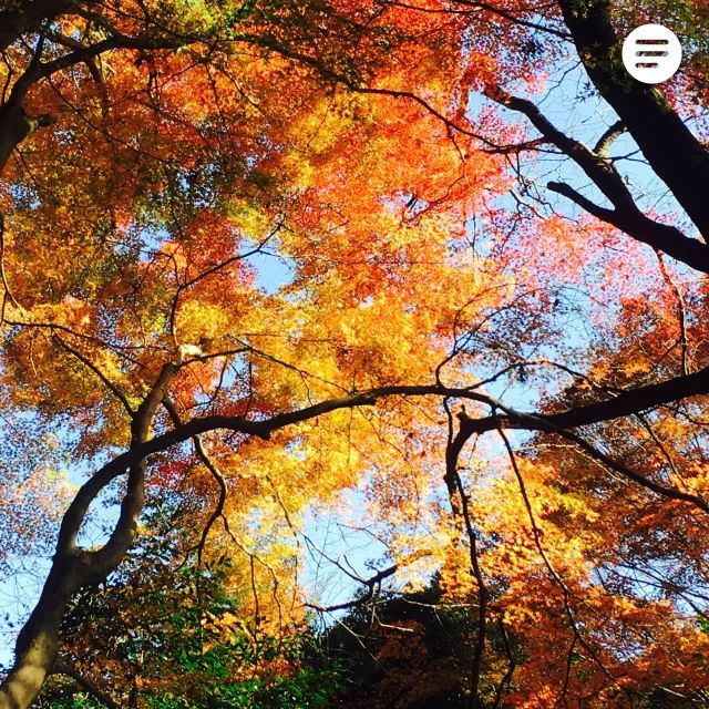 又是一年赏枫季,又是一年赏秋季