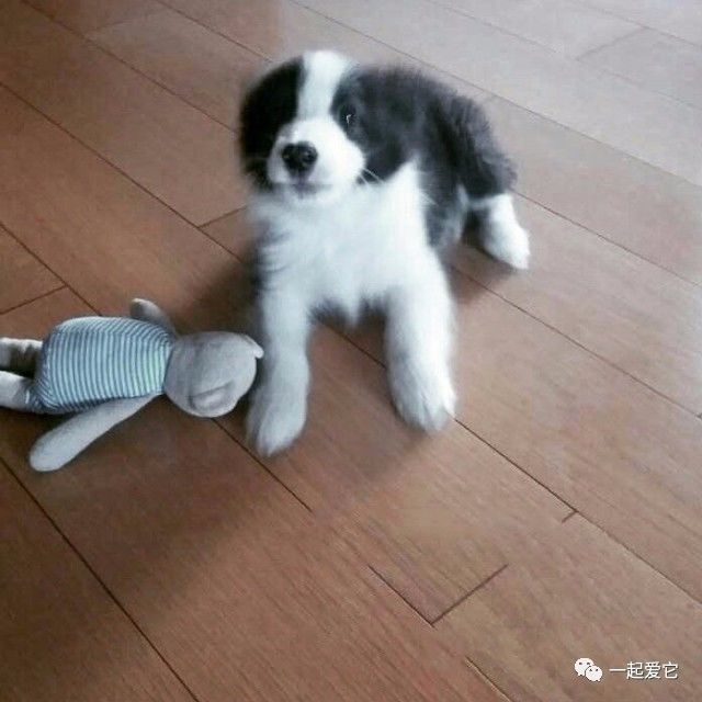 瀹犵埍鏁呬簨,瀹犵埍鏁呬簨灏忚鏍″洯