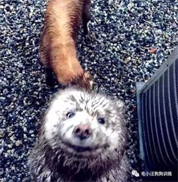 附近的宠物店太多怎么办,被全国的宠物店拉黑的狗