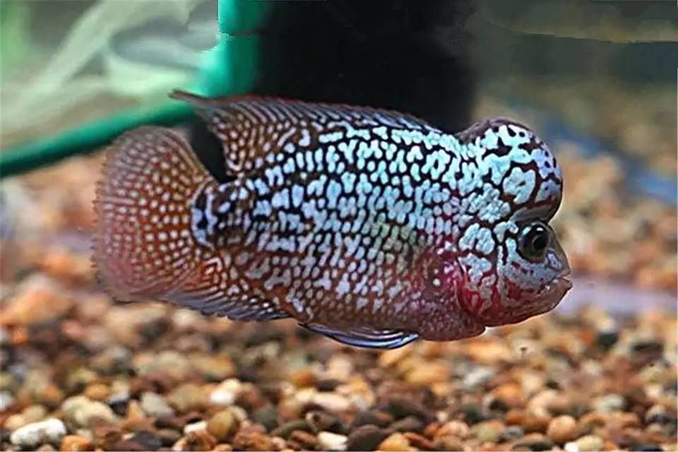 蹭缸能自愈吗,鱼蹭缸子是什么病