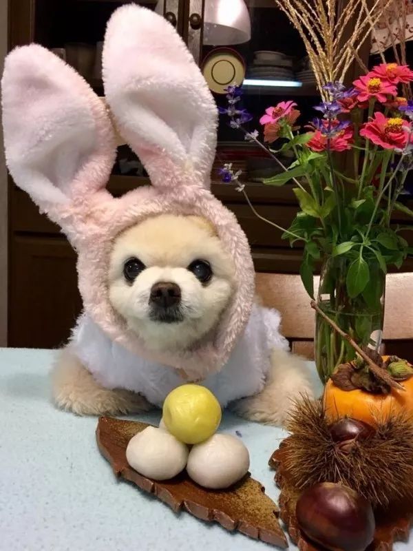 俊介犬舍推荐,俊介犬猫