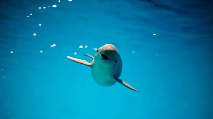 古人画的小动物,绿水青山里面的动物