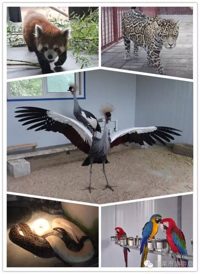 蓬莱都有哪些神仙,蓬莱神仙最多的地方