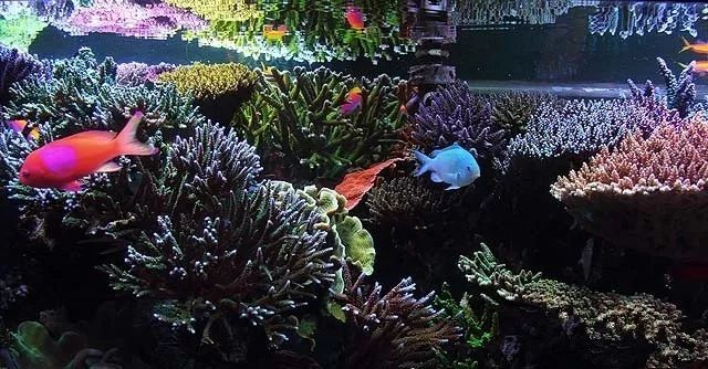 水管工人的美缸,美出新高度!