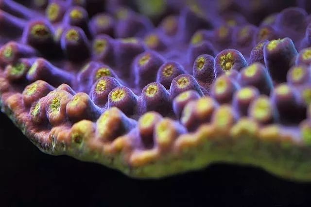 水管工人的美缸，美出新高度！