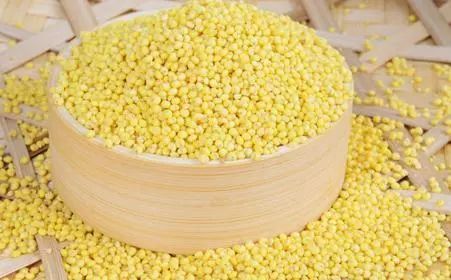 菘蓝花开,菘蓝开花