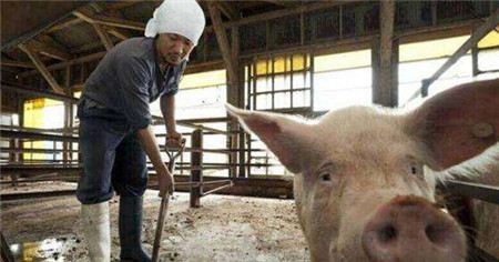 最可爱的中国养猪人,我为你歌唱!