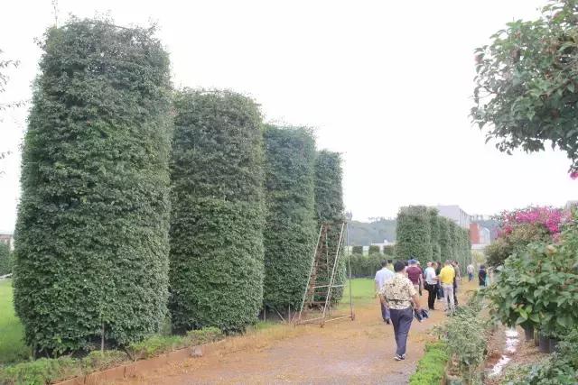 云南花海之行,云南花海基地旅游攻略