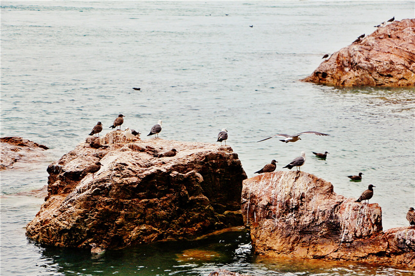 探海外仙境海驴岛,寻找海鸥王国的故事