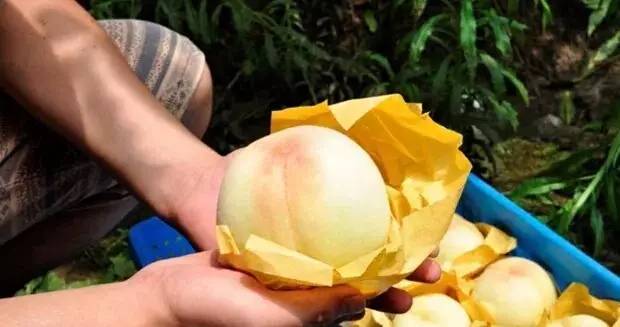 不是天生黑的被晒黑的怎么变白,不是天生黄皮怎样美白