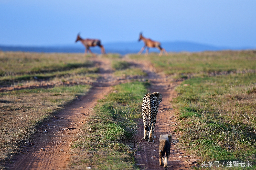 肯尼亚大草原狮子为什么不攻击人,肯尼亚非洲大草原雄狮大战犀牛