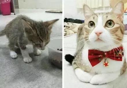 给流浪猫割双眼皮,成都流浪猫手术