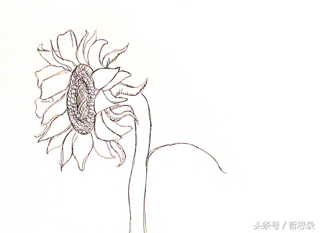 初学者画向日葵的详细教程,向日葵绘画教程简单易学