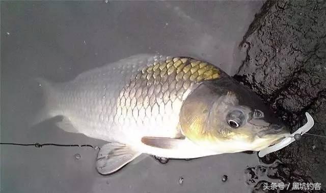 大蒜能钓鱼吗钓什么鱼,大蒜钓鱼的正确方法