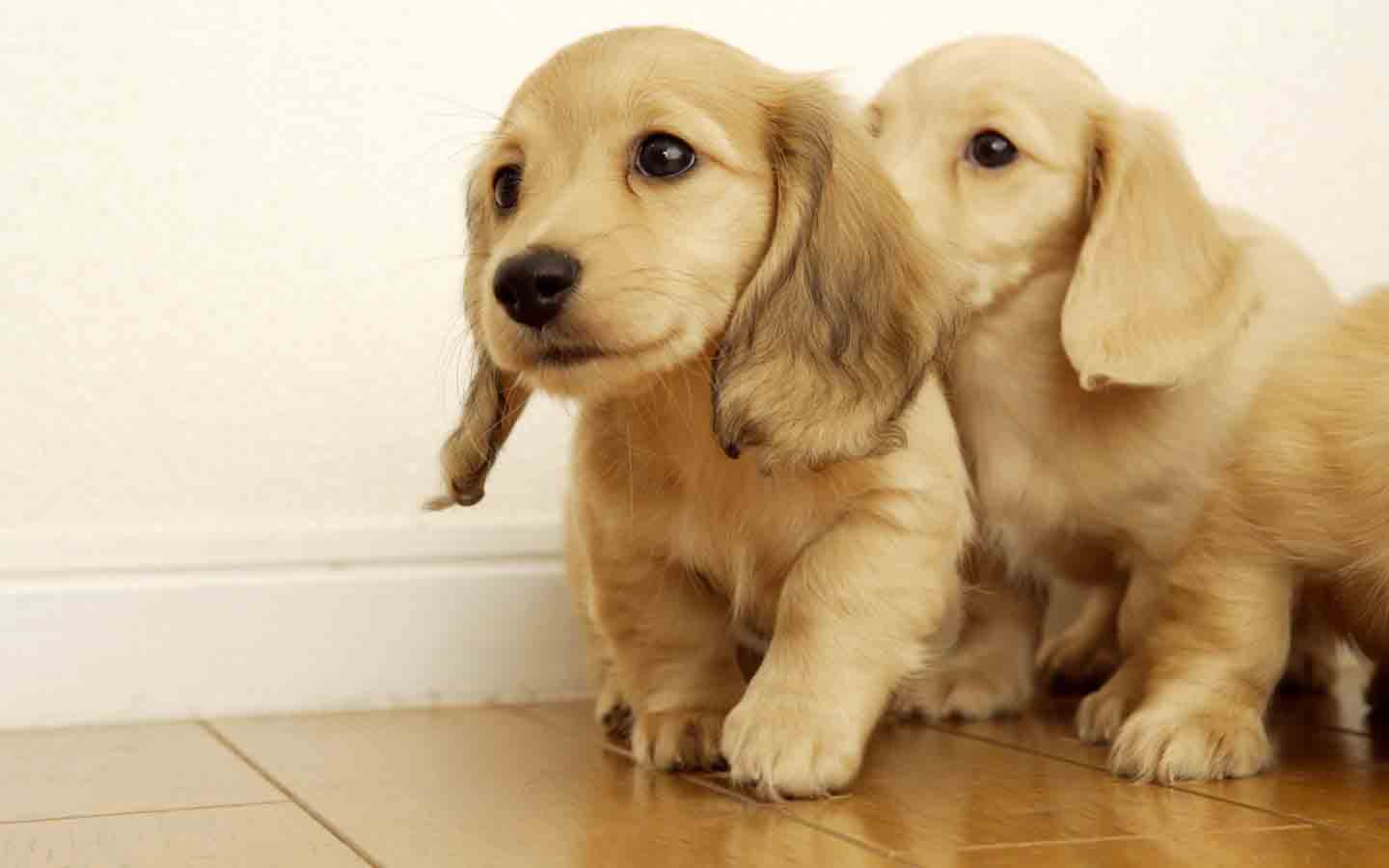 宠物夏天常见疾病,宠物夏天皮肤病