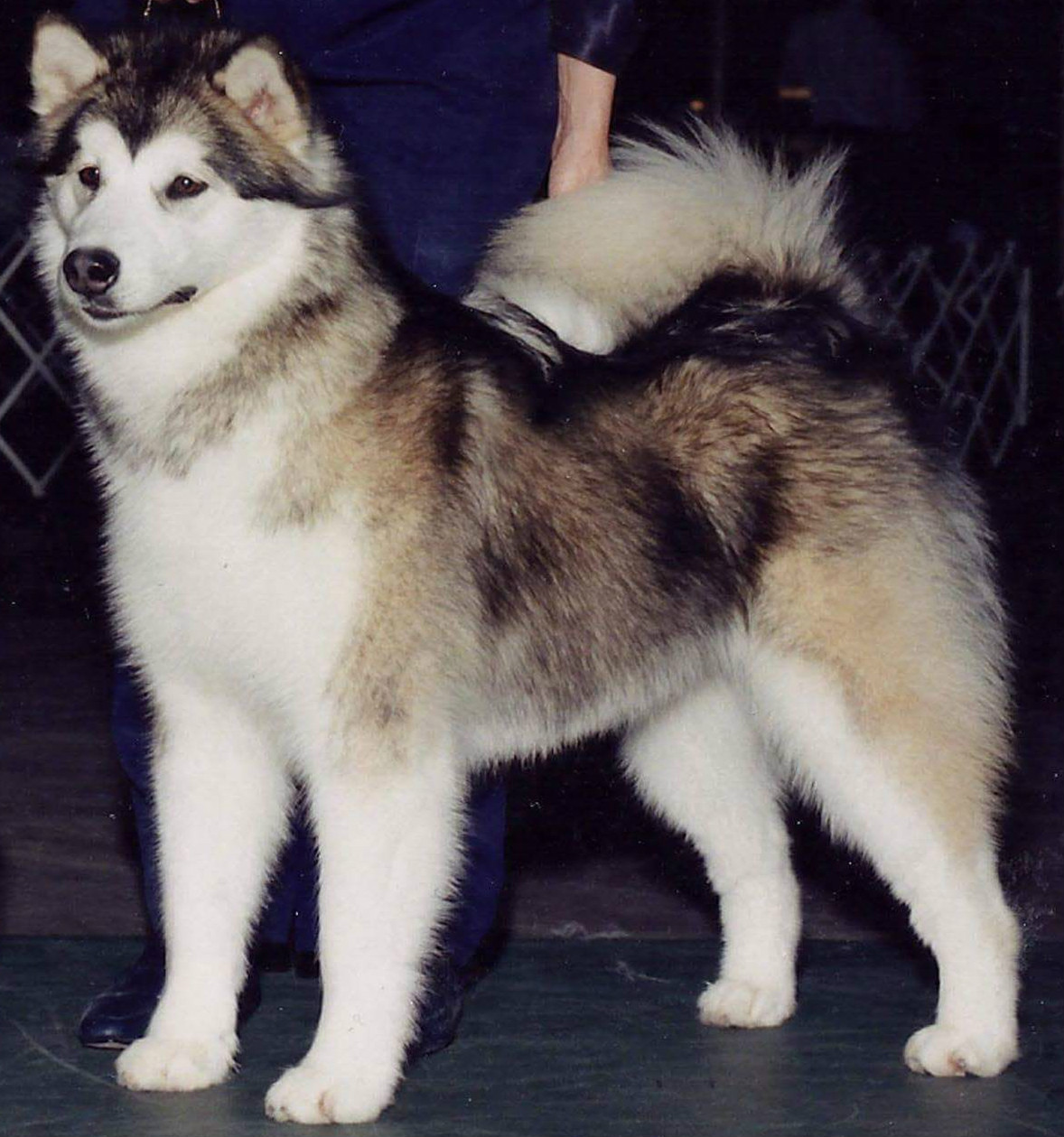 盘点十二星座对应的宠物都是什么,十二星座的专属宠物的图片