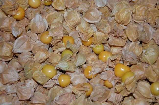 农村常见的中草药有哪些品种,农村常见100种中草药