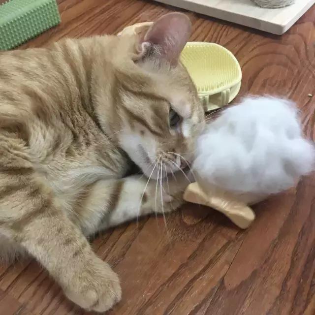 最好用的猫咪梳毛神器,贝壳梳猫咪推荐