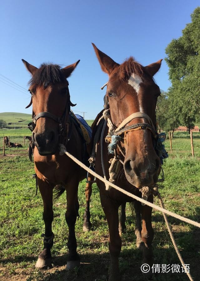 倩影留痕｜承德·丰宁坝上草原游记