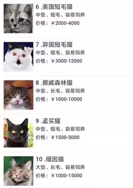 成都流浪猫割双眼皮后的图片,给流浪猫割双眼皮