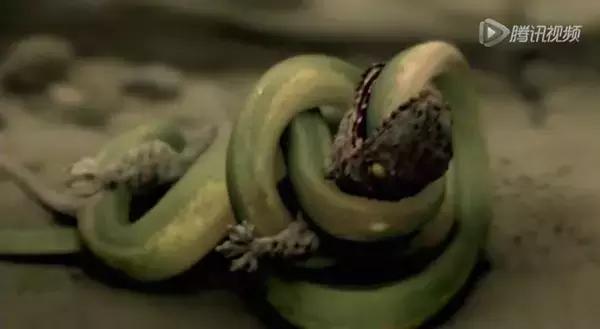 泰国人都不敢看的恐怖片,必看的泰国恐怖片