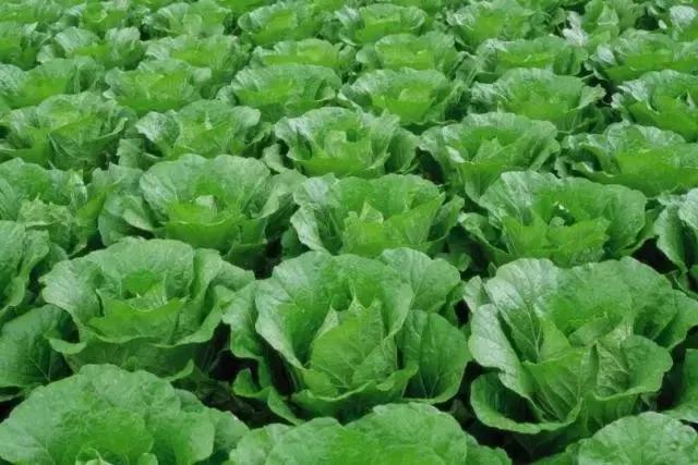 分析蔬菜行情有技巧，有些要看换茬，有些要看换地（附广州江南0725菜价）